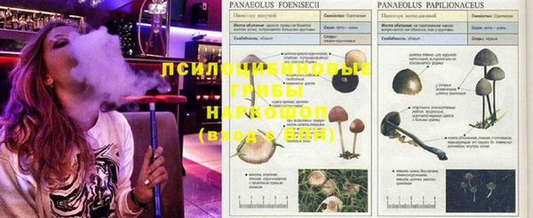 PSILOCYBIN Алзамай